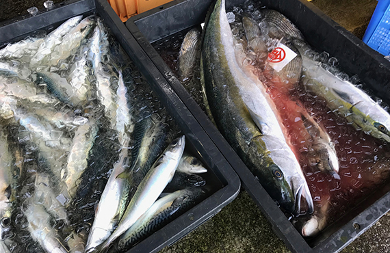 三浦水産